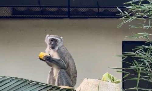 VR celebra os 10 anos do Estatuto da Pessoa com Deficiência com ação especial no Zoológico Municipal